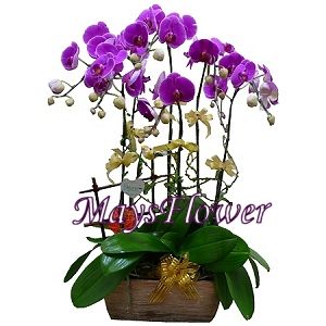  orchid-0150