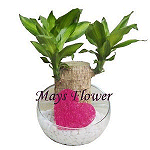 Potted Plants